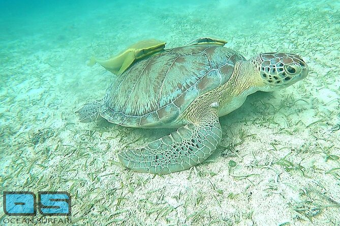 Afternoon Snorkel, Pizza & Sunset Tour Departing From St. Thomas & St. John - Booking Confirmation