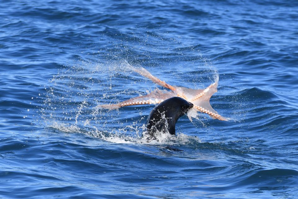 Akaroa: Scenic Coastline Wildlife Cruise - Additional Information