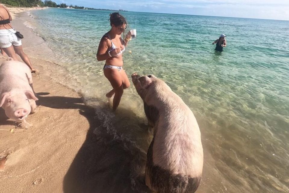 All Inclusive Swim With Pig/Turtle/Snorkel/Lunch/Shuttle - Green Cay Turtle Swim