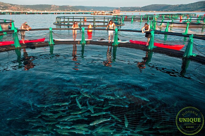 An Unforgettable Day With Fish, Wine and Olive Oil Tasting - Cancellation Policy