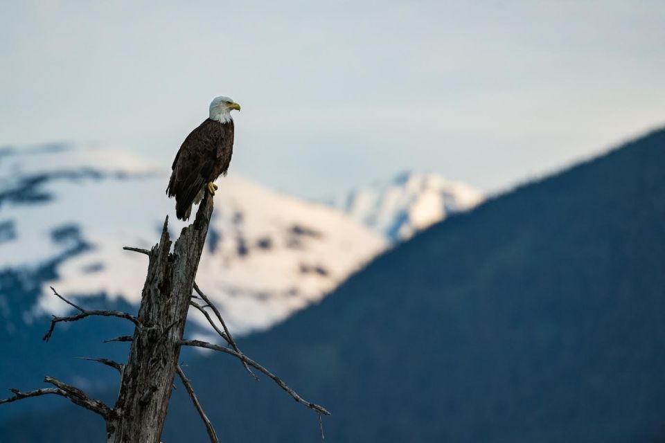 Anchorage: Turnagain Arm Highlights Photography Day Trip - Booking Information