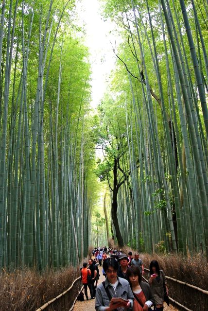 Arashiyama Kyoto: Bamboo Forest, Monkey Park & Secrets - Crossing the Togetsukyo Bridge