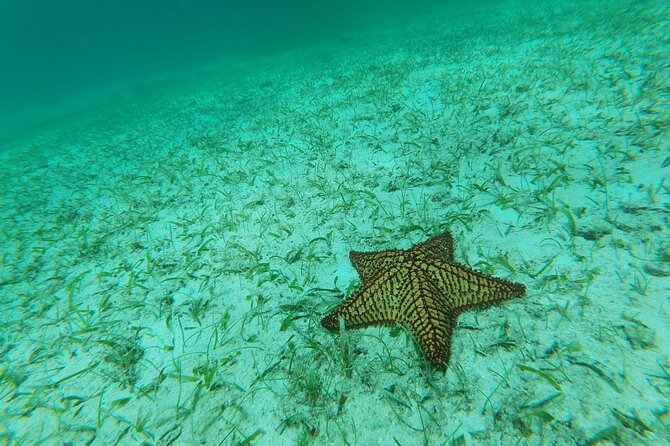 Aruba Seabob Scooter Reef Tour  - Experiencing the Seabob Scooter