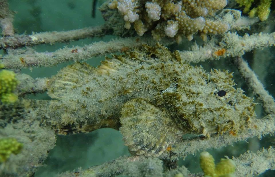 Auckland: Guided Snorkeling Tours - Safety Measures