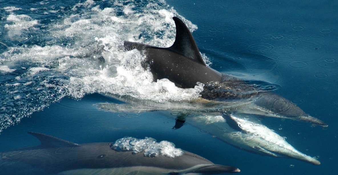 Auckland: Tikapa Moana Whale and Dolphin Wildlife Cruise - Customer Reviews