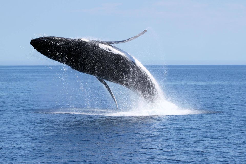 Augusta: Whale Watching Tour - Customer Review