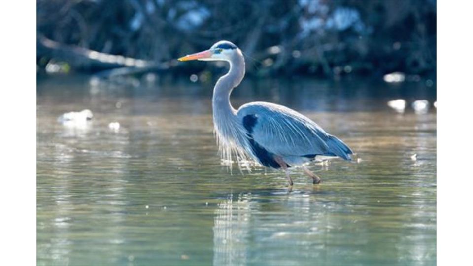 Austin: Lady Bird Lake Kayaking Tour - Exploring Barton Springs