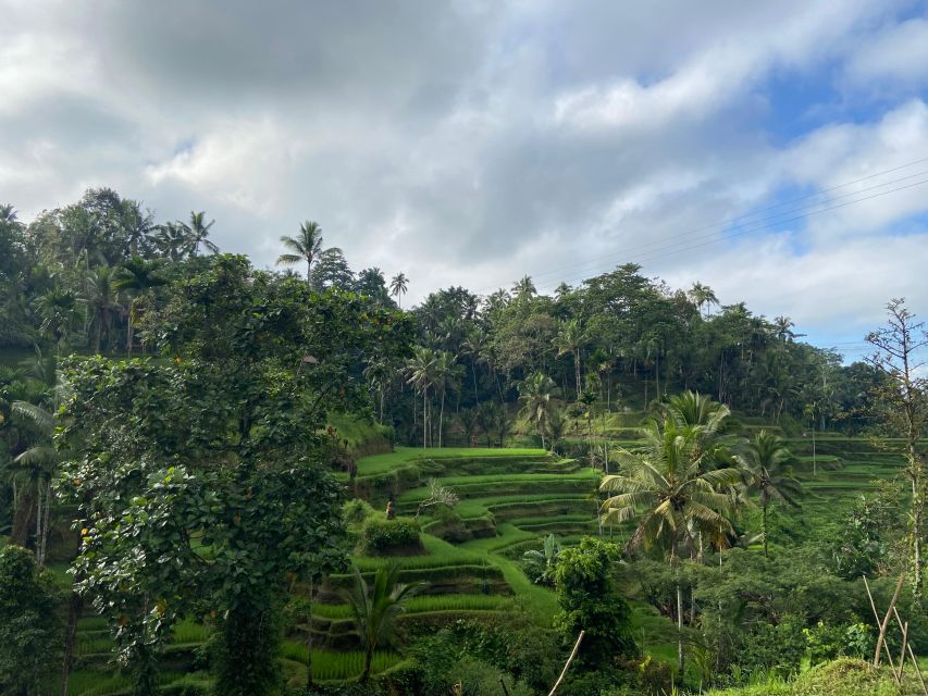 Bali Best of Ubud Surrounding Tour With Barong & Keris Dance - Tegalalang Rice Terrace