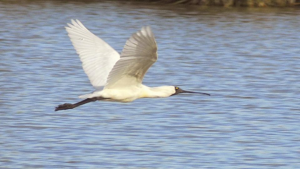 Banrock Station: Guided Birdwatching Tour - Tour Description