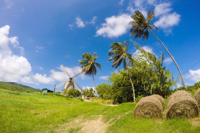 Barbados Island Tour, Monkey Feeding & Swimming With the Turtles - Swimming With Turtles at Carlisle Bay