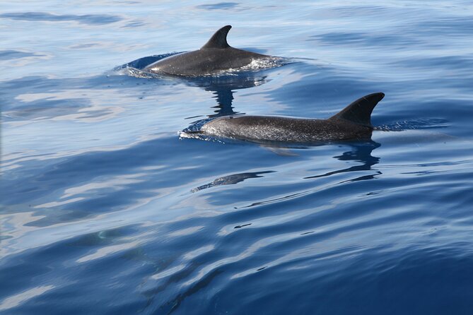 Be Whale Wise - Silent Whale & Dolphin Watching in a Small Group - Customer Reviews Breakdown