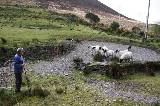 Best Ring of Kerry Tour Ex Killarney Inc Killarney National Park - Iveragh Peninsula Panorama