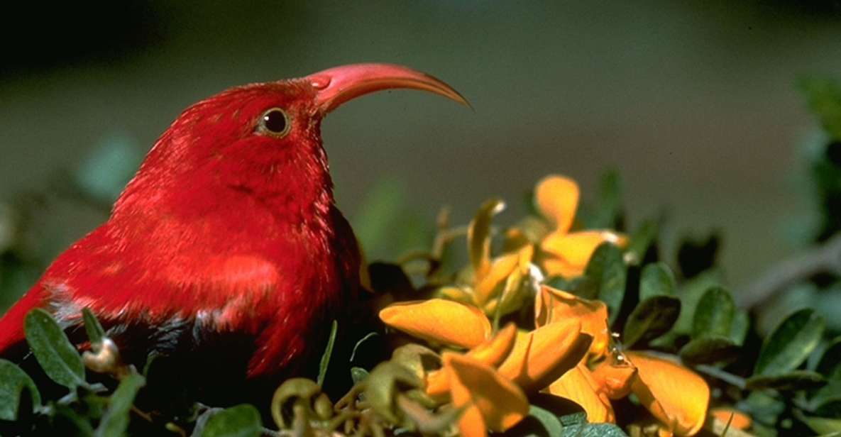 Big Island: Native Bird Watching & Hiking Tour - Native Bird Watching