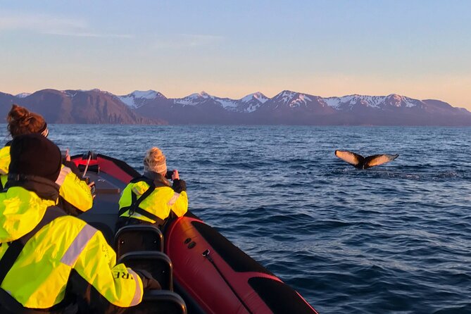 Big Whales & Puffins RIB Boat Tour From Húsavík - Whale Watching Highlights