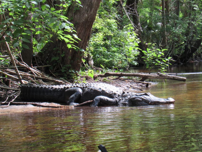 Blackwater Creek: Exclusive Nature Escape Kayak Adventure - Birdwatching Opportunity