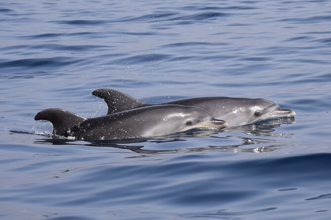 Bonadea II Ecological Whale Watching, 2 Hours - Wildlife Sightings Opportunity