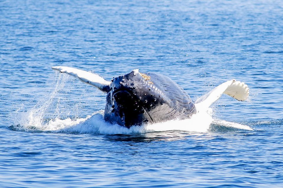 Boston: Whale Watching Catamaran Cruise - Cruise Departure and Duration