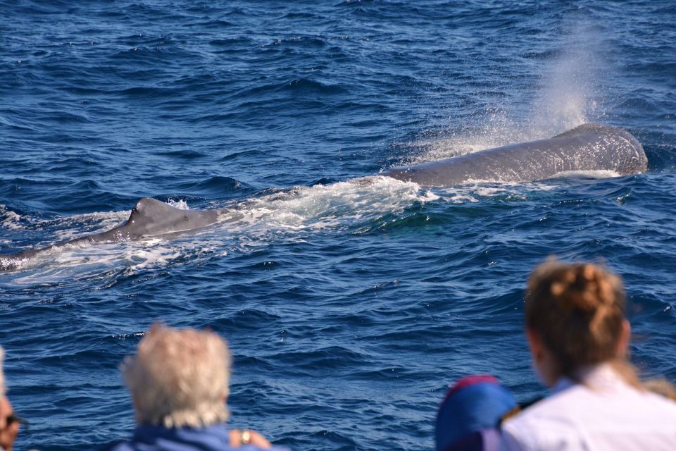 Bremer Canyon Orca Experience From Bremer Bay - Customer Reviews