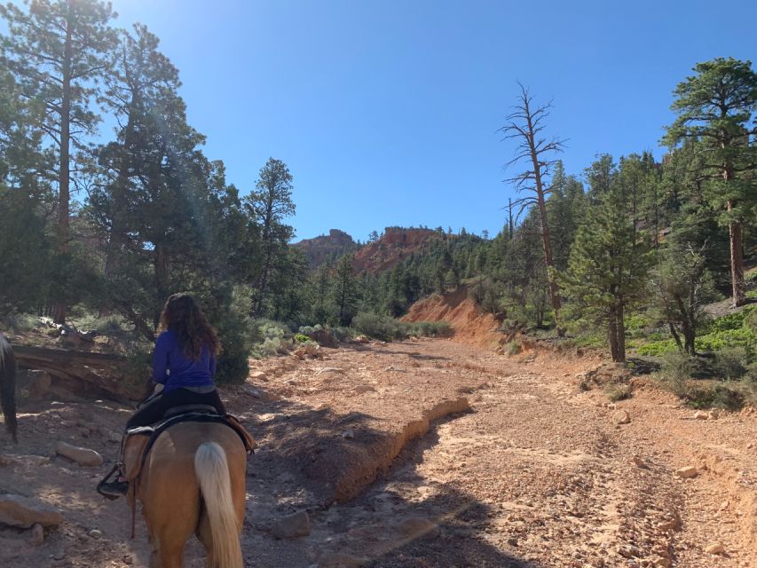 Bryce Canyon City: Red Canyon Horse Riding Day Trip W/ Lunch - Rider Eligibility Requirements