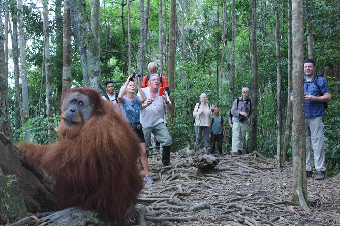 Bukit Lawang Full Day Jungle Trek - Pickup Arrangements