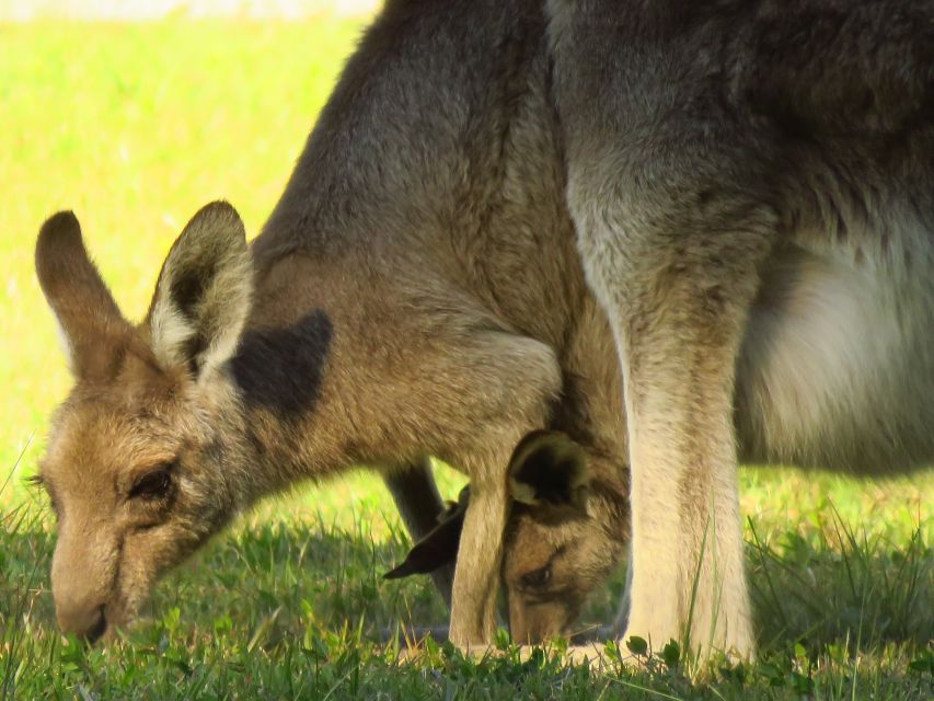 Byron Bay: Full-Day Wildlife Safari - Transportation Details