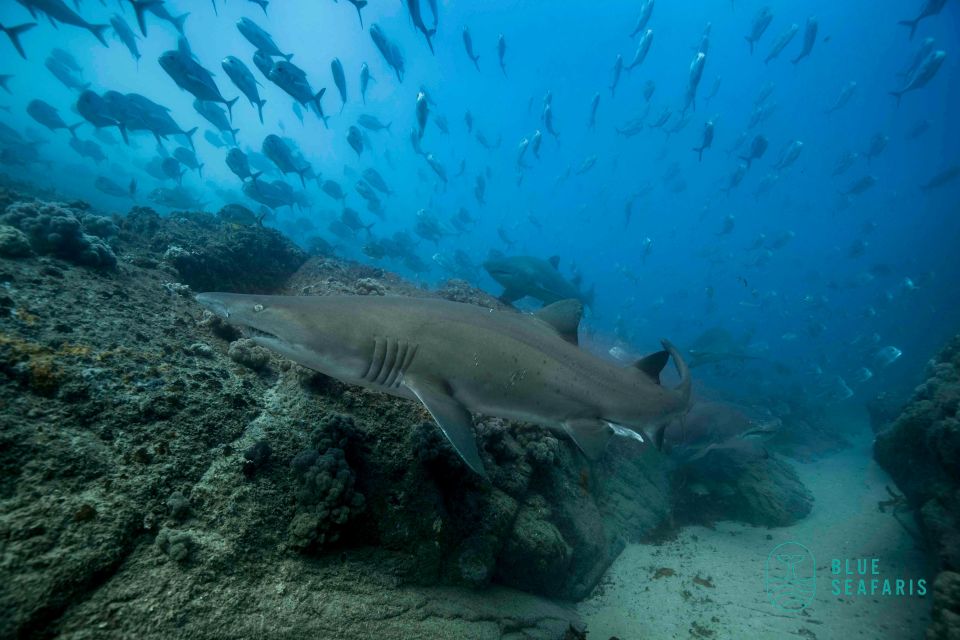 Byron Bay: Snorkelling Tour of Julian Rocks Nuthungulli - Important Information