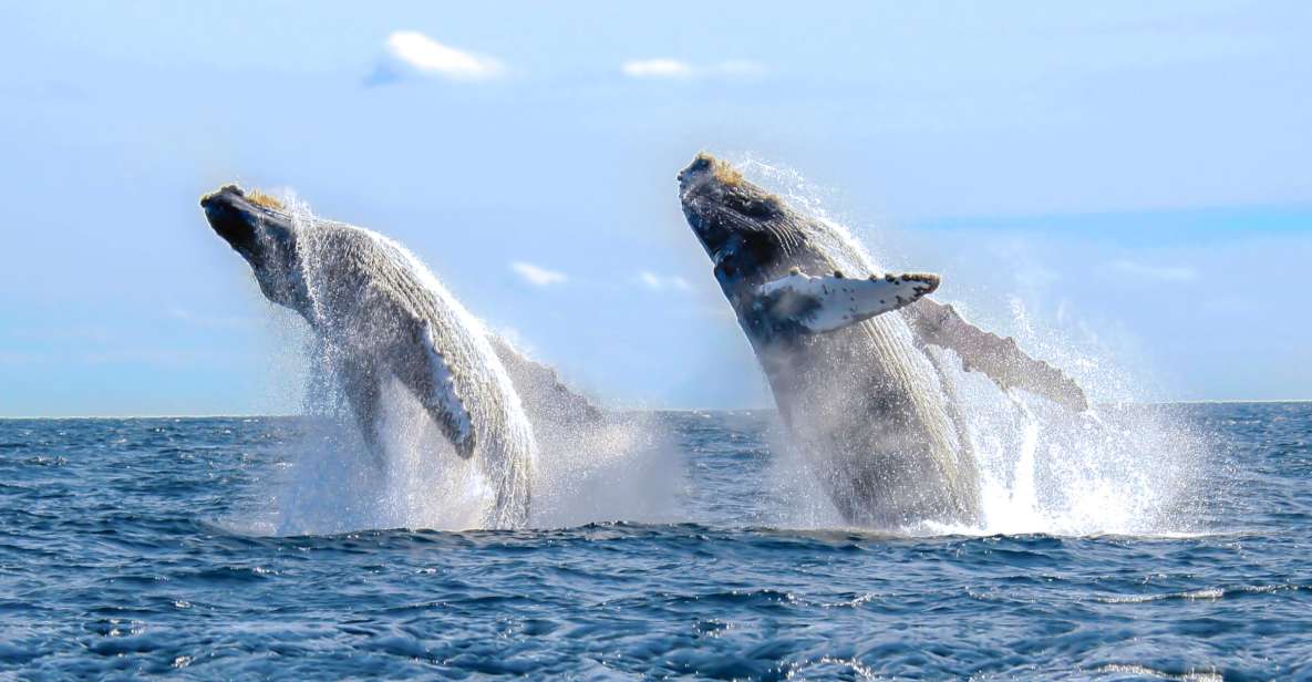 Cabo San Lucas: Luxury Catamaran Whale Watching Experience - Frequently Asked Questions