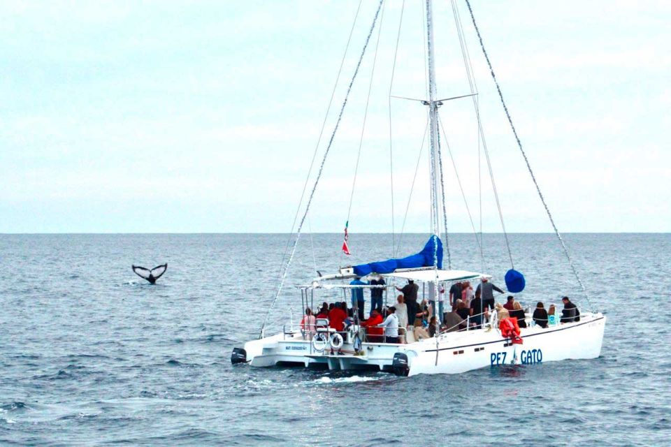 Cabo San Lucas: Whale Watching Catamaran Experience - Important Considerations