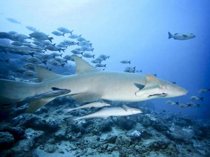 Cairns: 2-Day Great Barrier Reef Dive and Snorkel Boat Trip - Additional Information