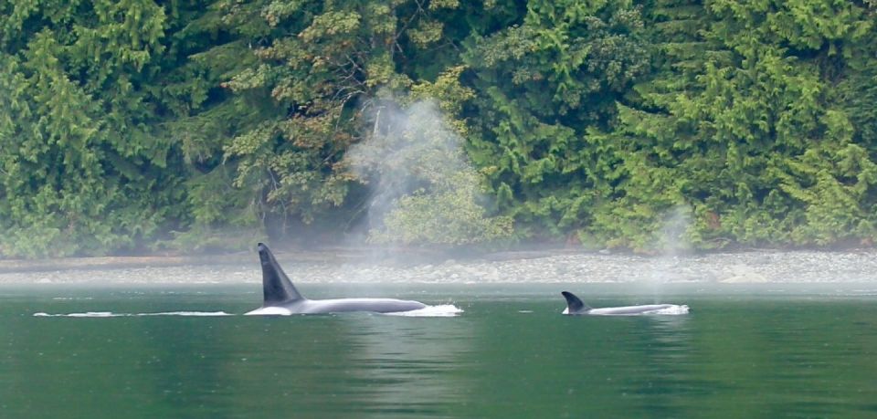 Campbell River: Salish Sea Whale Watching Adventure - Vessel Amenities and Comfort