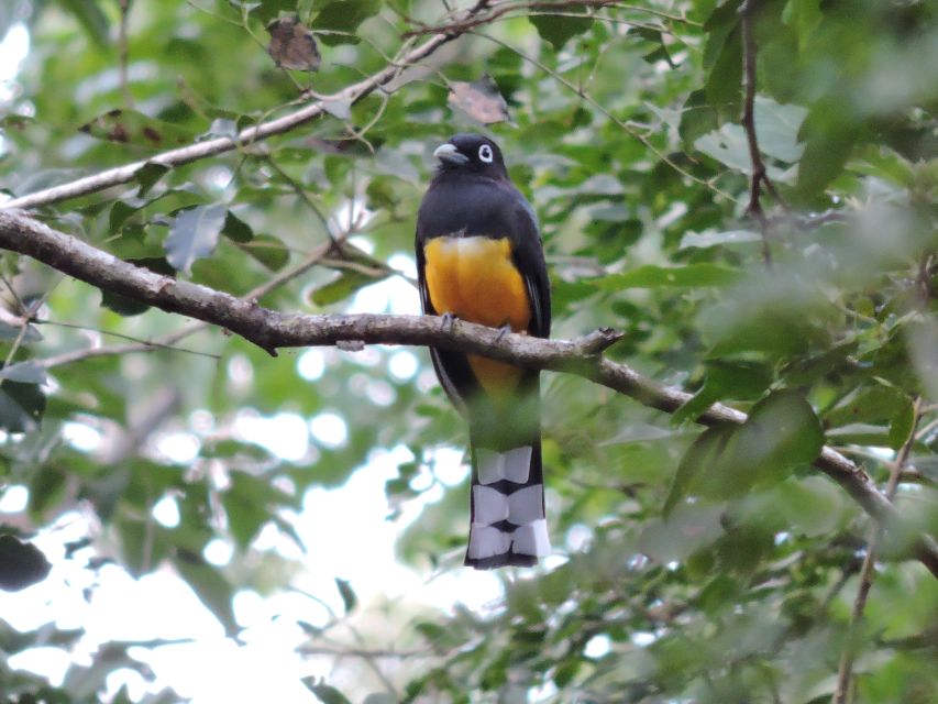 Cancún: Guided Birdwatching Hike - Pricing and Booking