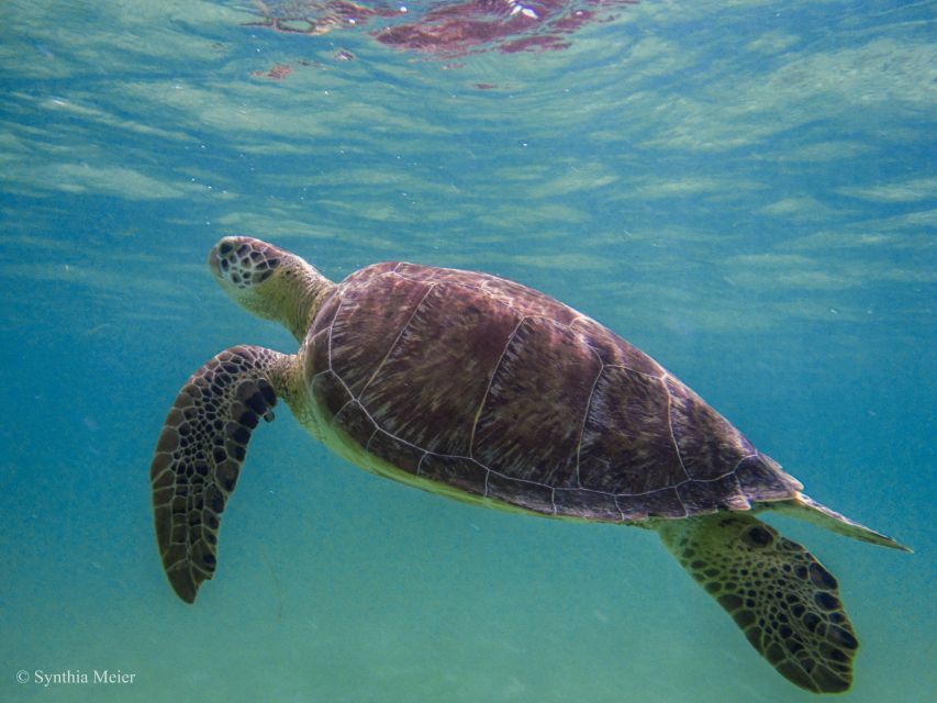 Cancun: Marine Turtle Observation in Akumal - Included and Excluded Activities