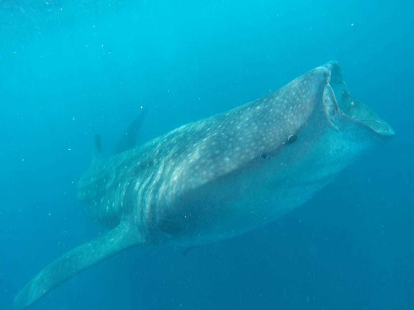 Cancun or Riviera Maya: Whale Shark Tour & Playa Norte Beach - Tour Highlights