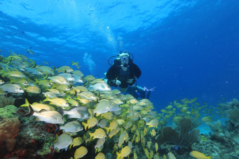 Cancun: Scuba Diving for Beginners, 2 Dives - Diving at Manchones Reef