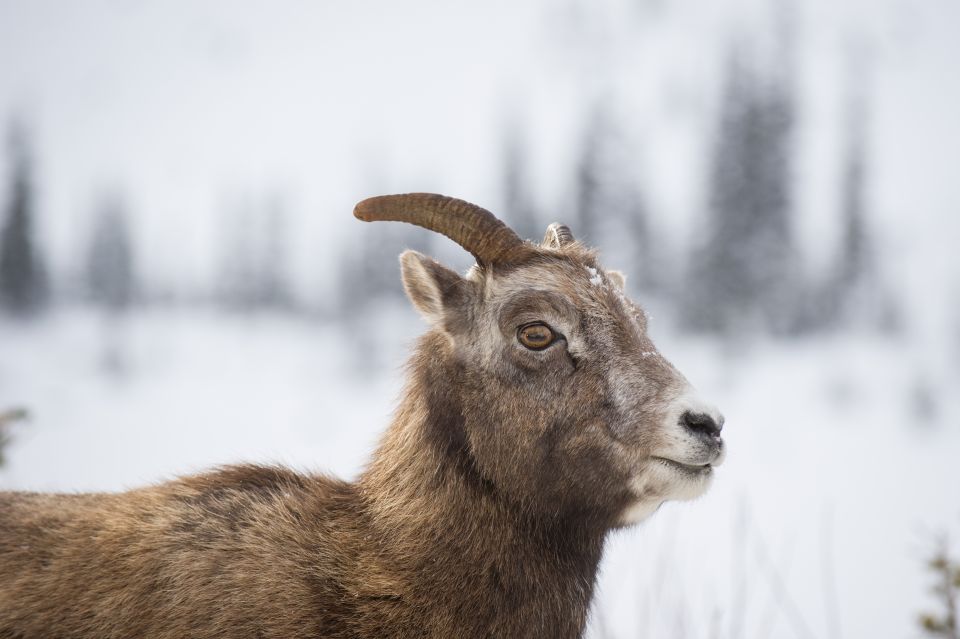 Canmore: Wilderness and Wildlife - Hiking Tours - Gear and Safety