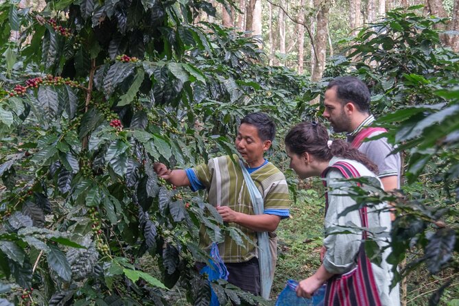 Chiang Mai Coffee Tour: Trekking to Farm, Roast and Brew Workshop - Delicious Farm-to-Table Lunch