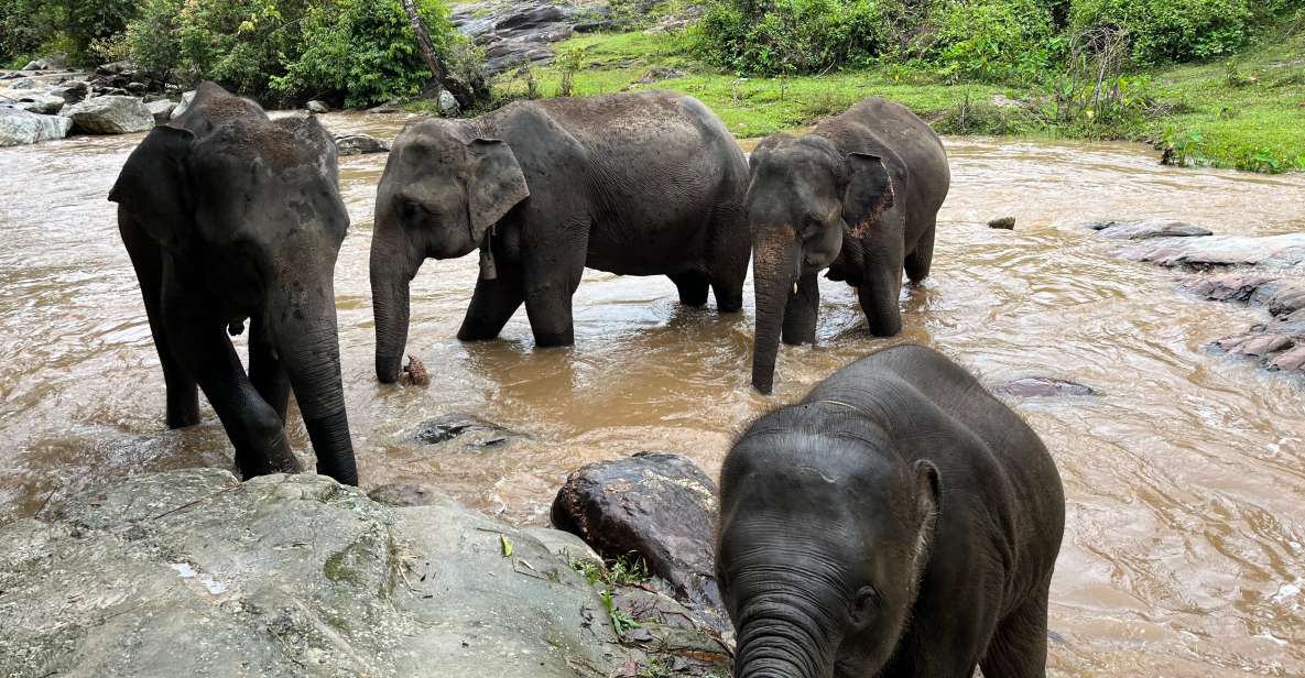 Chiang Mai: Doi Inthanon and Elephant Sanctuary Tour - Ancient Fern Forest Trail