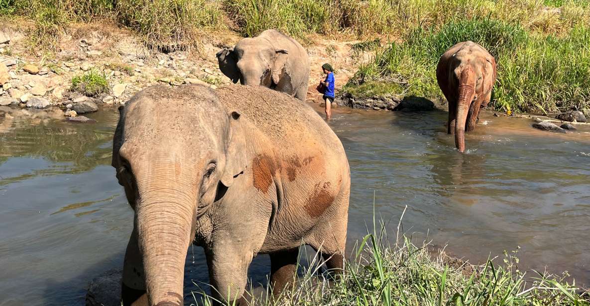 Chiang Mai: Doi Suthep Temple & Elephant Sanctuary Day Trip - Authentic Thai Lunch Experience