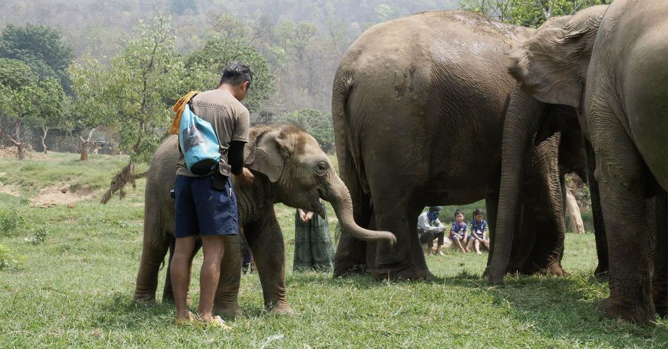 Chiang Mai: New Elephant Home Elephant Care Program - Heartwarming Encounters