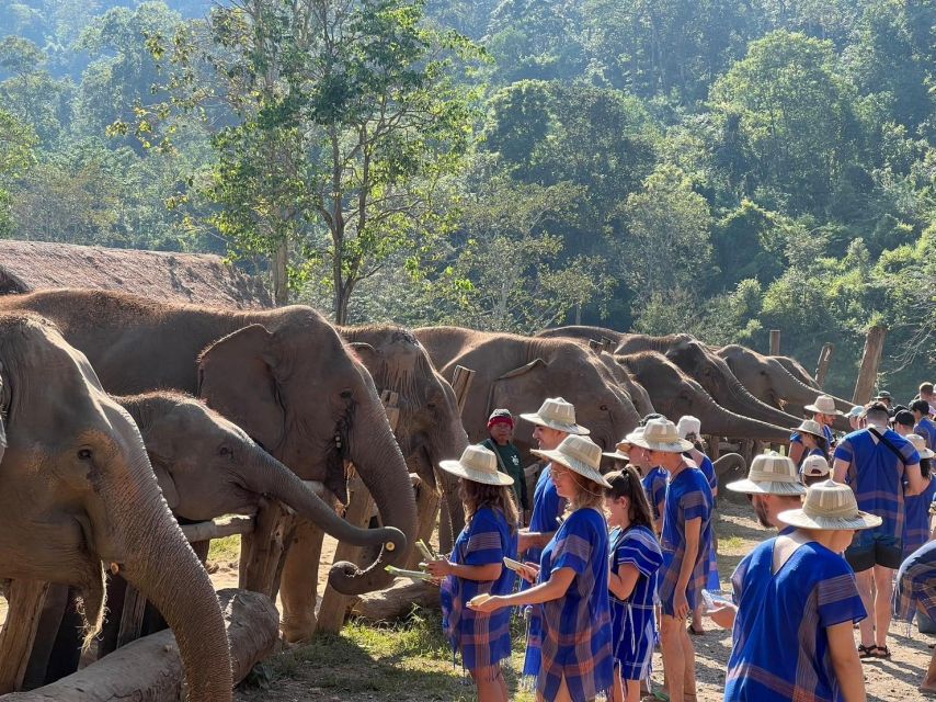 Chiang Mai: New Elephant Home Walking With Giants Tour - Participating in Elephant Bathing