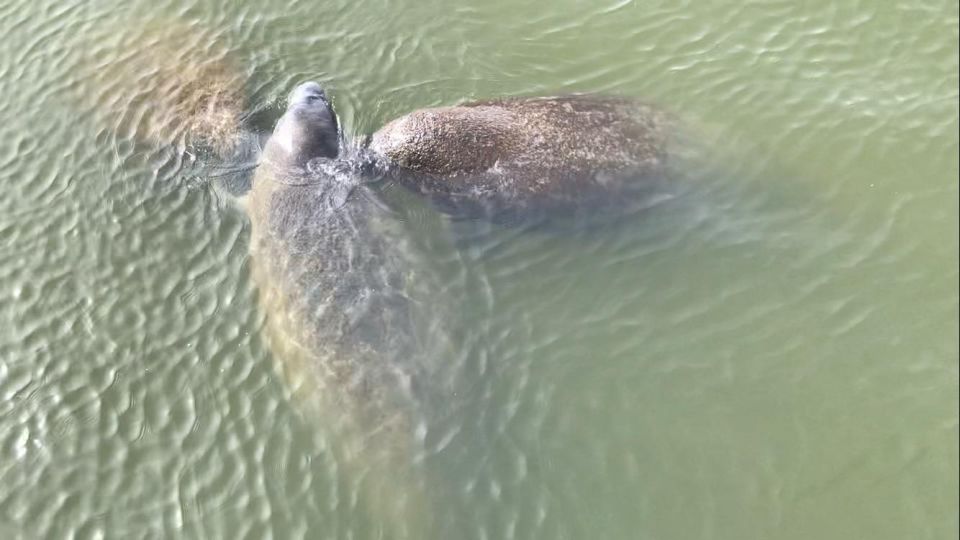 Cocoa Beach: Thousand Islands Banana River Boat Cruise - What to Expect