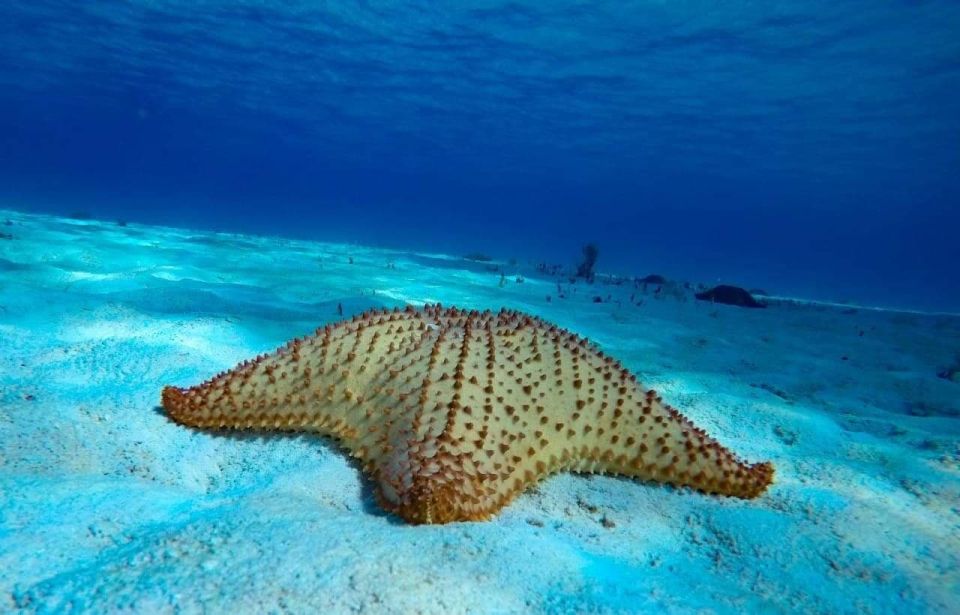 Cozumel: El Cielo & Palancar Snorkel With Open Bar & Ceviche - Meeting Point and Directions