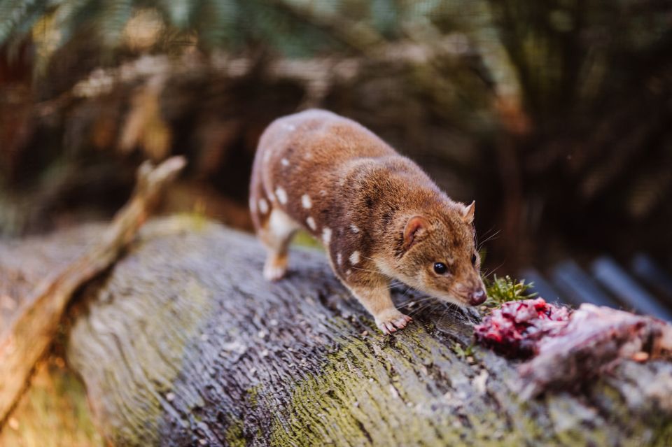 Cradle Mountain: After Dark Tasmanian Devil Feeding Tour - About the Tour