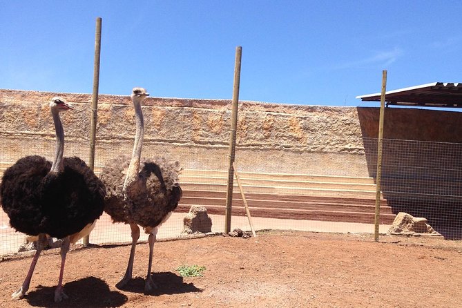 Crocodile Park Zoo Admission Ticket in Agüimes - Reviews and Ratings