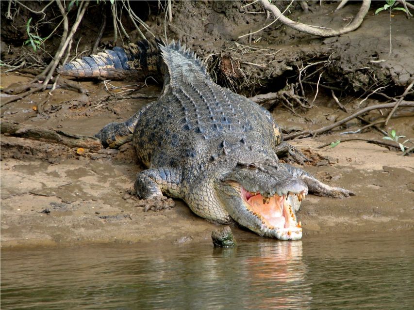 Daintree, Crocodile Cruise, Aboriginal Beach & Fishing Tour - Tour Activities and Highlights