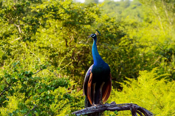 Day Tour to Minneriya National Park,Sigiriya & Dambulla From Kandy - Visiting Sigiriya Rock