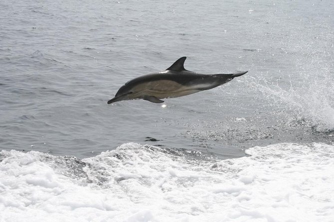 Dingle Boat Tours Wildlife RIB Adventure - Additional Information for Visitors