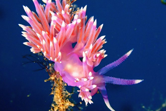 Discover Scuba Diving - Cancellation Policy and Accessibility