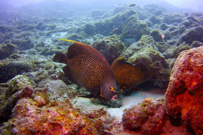 Discover Scuba Diving in Curacao - Getting to the Meeting Point