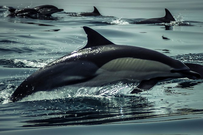 Dolphin Watch & Benagil Caves Boat Tour With Biologist Guide - What to Expect